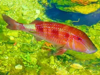 Peixe com Gosto de Camarão