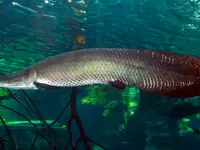 Pesca Esportiva de Pirarucu