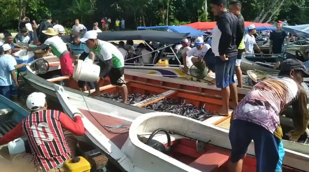 Pesca do Mapará em Oeiras do Pará