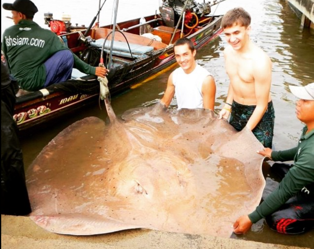 Arraia Gigante de Água Doce - Divulgação Instagram