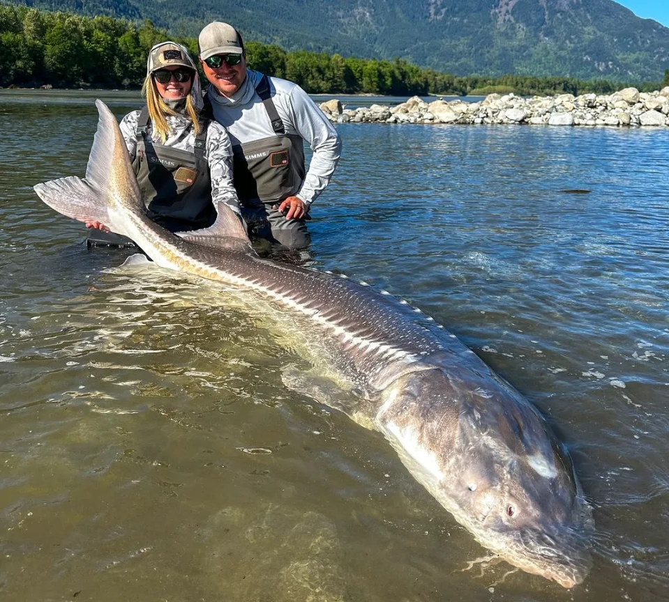 Esturjão Branco - Divulgação Instagram