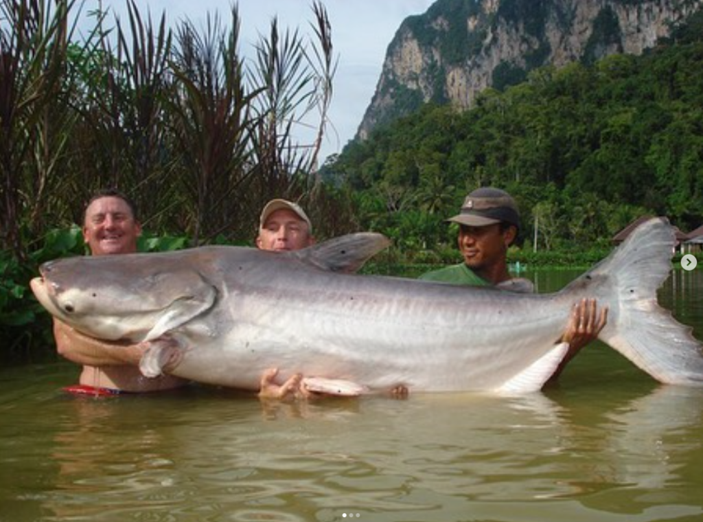 Peixe-Gato Gigante - Divulgação Instagram