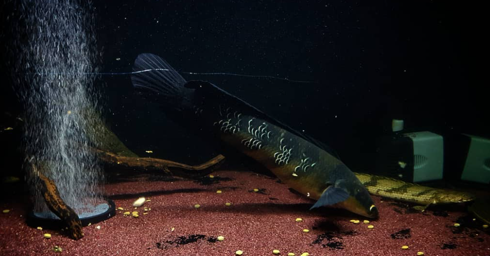 Peixe dormindo - Divulgação Instagram